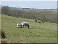 Mother sheep with lambs