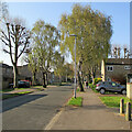 Lichfield Road: spring foliage