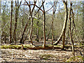 Flattened tree continues to thrive