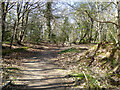 Path, Tilgate Forest