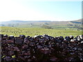 Grazing, Wensleydale