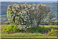 Spirea in full bloom