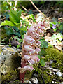 Toothwort, Lathraea squamaria