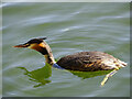 SU1782 : Great crested grebe, Coate Water Country Park, Swindon by Brian Robert Marshall