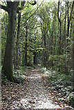 TQ8151 : Footpath, Abbey Wood by N Chadwick
