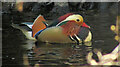 SX8079 : Mandarin duck, Parke by Derek Harper