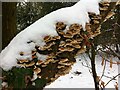 Snow on branch with bracket fungus, Stivichall Common