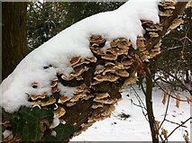 SP3277 : Snow on branch with bracket fungus, Stivichall Common by A J Paxton
