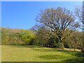 The edge of Combe Wood