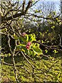 TF0820 : Bramley blossom buds bursting by Bob Harvey