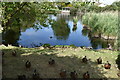 Pond with ducks