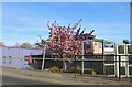 Spring blossom on Kenton Lane, Belmont