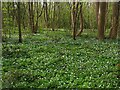 A carpet of wood anemones