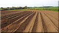 A field of potatoes