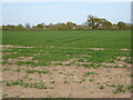 A field of winter cereal