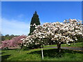 Blossom in Woolwich Old Cemetery