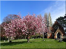 TQ4577 : Chapel and blossom in Woolwich Old Cemetery by Marathon