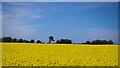 SK5486 : Field of gold and sky of blue by Graham Hogg