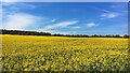 SK5587 : Field of gold and sky of blue by Graham Hogg