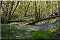 Bluebells in Norsey Wood