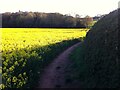 Hall Yard Wood, Keresley, seen from path running from Bennetts Road North