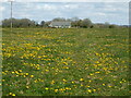 ST6687 : Dandelion field near Tytherington by Neil Owen