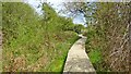 TQ0984 : Boardwalk in Gutteridge Wood Nature Reserve by Mark Percy