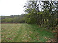 Old Hawthorn hedge line near Highwinds Farm