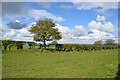 Tree and hedge, Derrybard