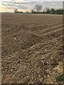 Potato field