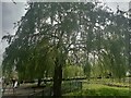 Willow tree on Silver Jubilee Park, Kingsbury