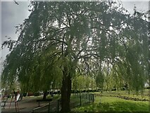 TQ2088 : Willow tree on Silver Jubilee Park, Kingsbury by David Howard