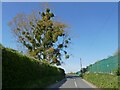 Tree, covered in Mistletoe, on Berwick Lane