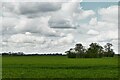 Debenham, Gracechurch Street: Across growing crops to a small wooded area