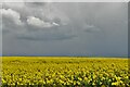 Debenham: Huge oil seed rape crop