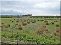 View across Lewes Brooks towards Rise Farm