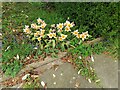 Tulips on Gurney Drive, Hampstead Garden Suburb