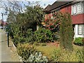 Garden on Greenhalgh Walk, Hampstead Garden Suburb