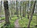 Bridleway near Heathers Farm