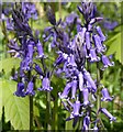 Newly opened bluebells, Goodnestone Park