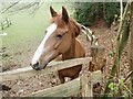 Horse near Stonehouse Cottage