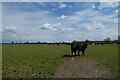 Field of cattle beside Wheldrake Lane