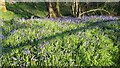 Bluebells in evening light