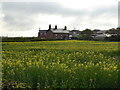 Oilseed rape towards The Grange