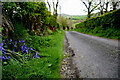 Bluebells along Ballykeel Road