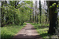 Woodland path at Coombe Abbey