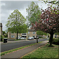 Lichfield Road: blown blossom