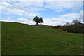 Hillside grazing near Lounthwaite Bridge