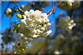 TF0919 :  Cherry Blossom by Bob Harvey
