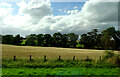 Cereal crop beside the A90, Finavon